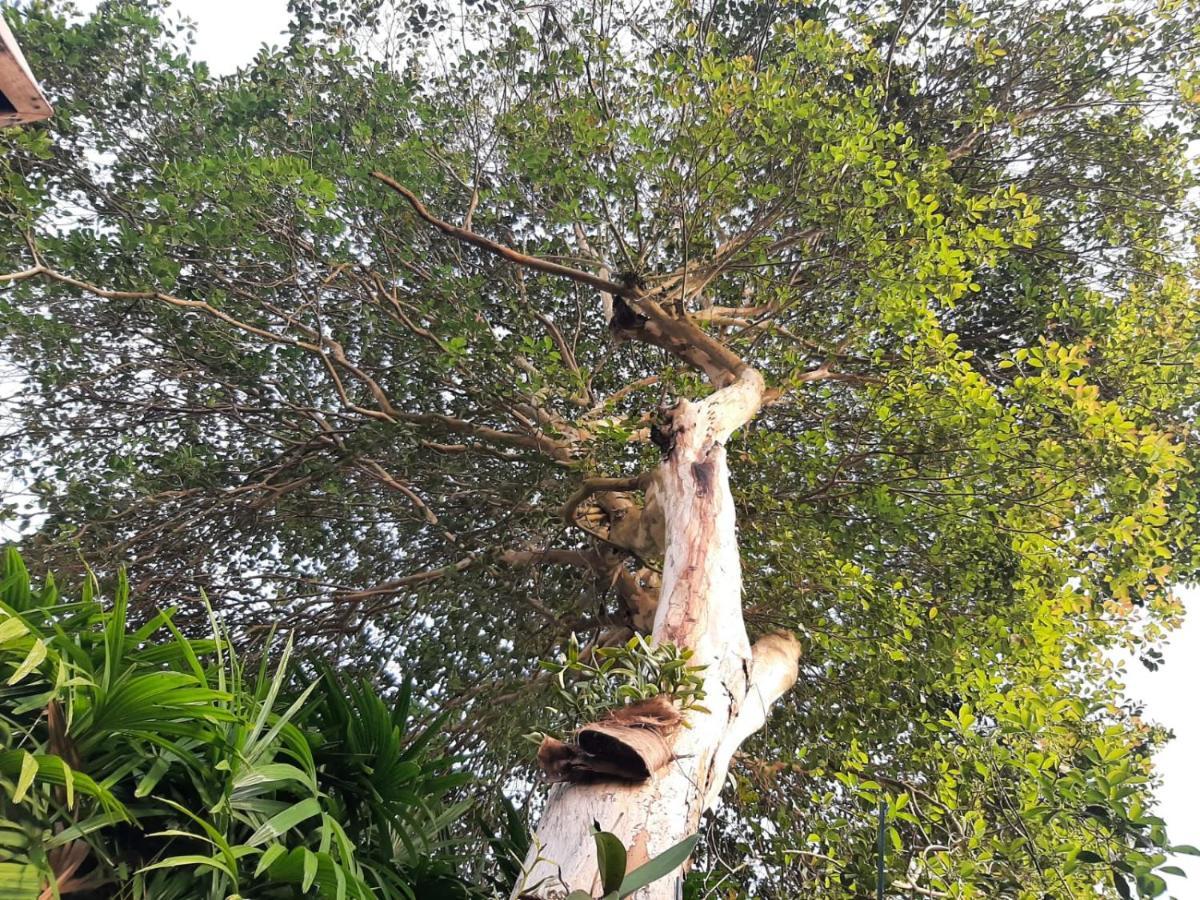 Vila Familia Silvia Perico Ilhabela Exteriér fotografie